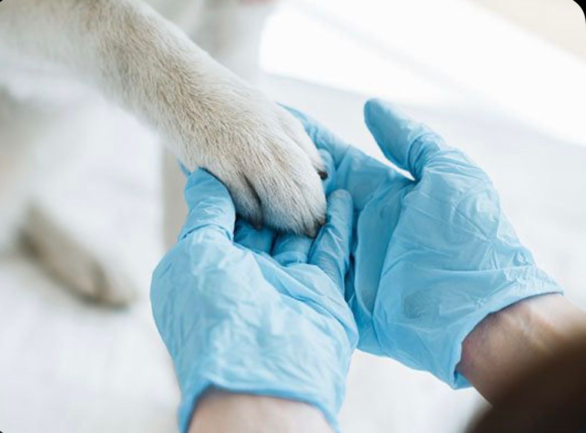 Vet & Go Llevant servei veterinari a domicili