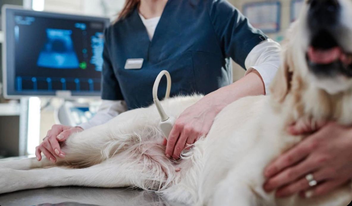 Serveis veterinaris Vet & Go Llevant