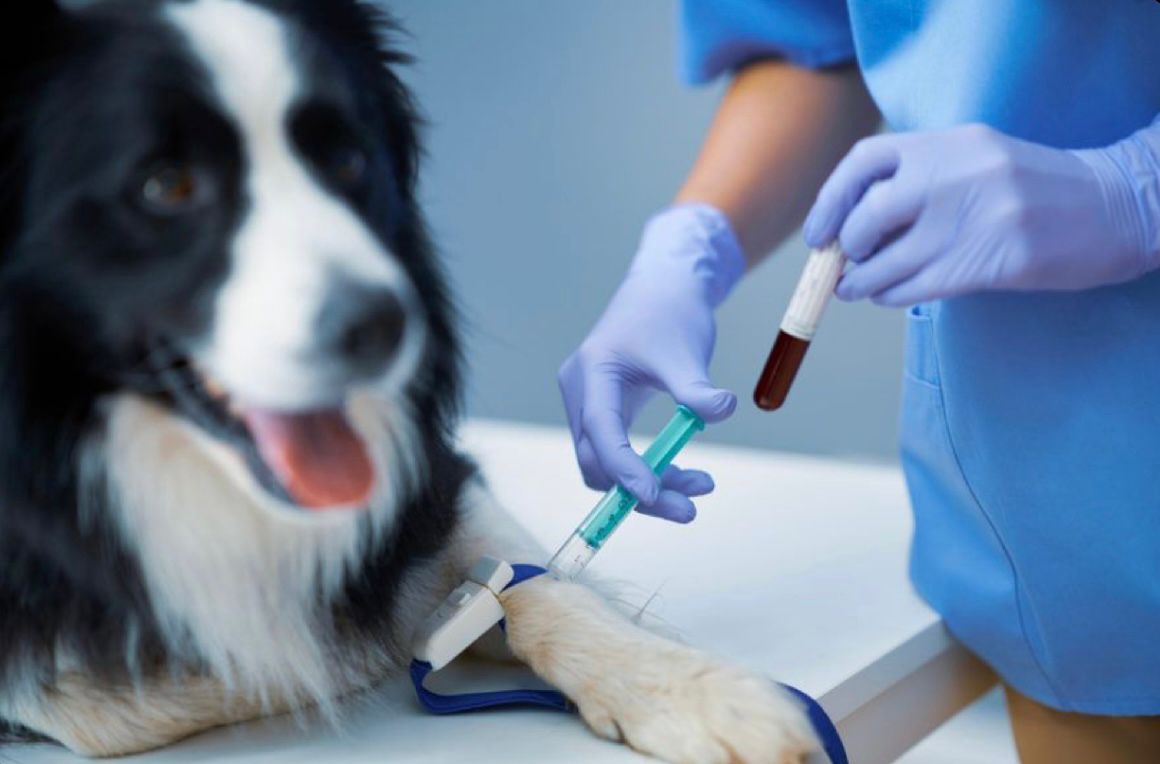 Vet & Go veterinària a domicili